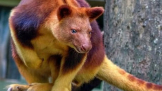 Kanguru Wondiwoi Muncul Lagi di Papua: Harapan Baru Konservasi Satwa Langka Indonesia