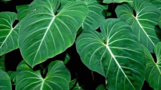 Manfaat Kulit Pisang untuk Membersihkan Tanaman Hias agar Daun Lebih Sehat
