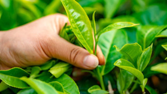 Inovasi Antikorosi dari Bahan Alami: Peluang Baru Bagi Industri Logam