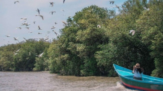 Kebun Raya Mangrove Surabaya, Surga Baru Ekowisata yang Menyimpan 57 Spesies Langka