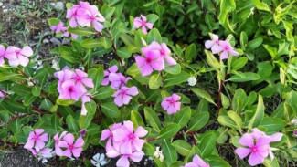 Budidaya Tapak Dara (Catharanthus roseus): Teknik Penanaman dan Perawatan Optimal