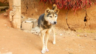 Bukti Genetis Terbaru: Sebagian Besar Anjing Modern Mewarisi DNA Serigala Melalui Kawin Silang yang Belum Lama Terjadi.