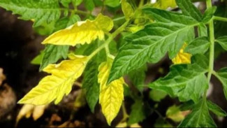 6 Alasan Mengapa Daun Tanaman Hias Anda Menguning dan Cara Memperbaikinya