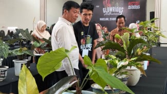 PAMERAN ANTHURIUM di Magelang, Jawa Tengah Tawarkan Harga Spektakuler, Tembus Ratusan Juta Rupiah