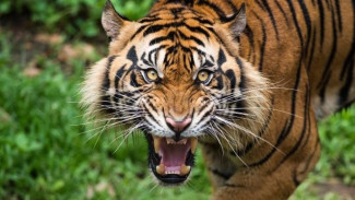 Para Ahli Biologi Merilis Temuan Baru tentang Harimau Sumatera yang Terancam Punah