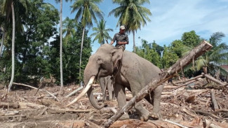 BKSDA Aceh Kerahkan Gajah Terlatih untuk Percepatan Pemulihan Banjir di Pidie Jaya