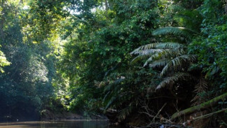 Hutan Hujan Amazon sedang Mengalami Transisi Menuju Iklim 'Hipertropis' dan Pepohonan Tidak akan Bertahan Lama