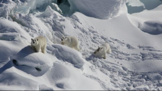 Adaptasi Ekstrem: Beruang Kutub Tulis Ulang DNA demi Bertahan Hidup di Greenland