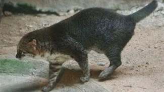 Kucing Berkepala Datar yang Tidak Terlihat di Thailand selama Hampir 30 Tahun Ditemukan Kembali