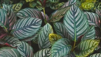Pakar Tanaman Ungkap 3 Lokasi Terbaik di Rumah agar Tanaman Calathea Tumbuh Subur dan Sehat