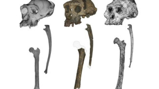 Analisis Fosil Baru: Primata Berusia 7 Juta Tahun Ini Berjalan dengan Dua Kaki, Calon Nenek Moyang Tertua Manusia