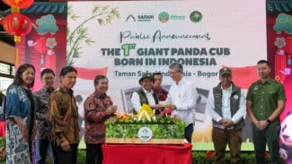 Kelahiran Bayi Panda Pertama diperingati oleh Menteri Kehutanan