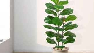 Menyelamatkan Fiddle Leaf Fig: Panduan Lengkap Mengatasi Daun Berguguran