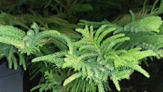 Menyelamatkan 'Hutan Dalam Ruangan': Seni Menghidupkan Kembali Pohon Hias yang Terbuang