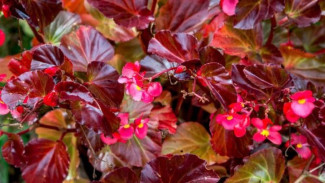 7 Varietas Begonia Cantik yang Harus Diketahui dan Ditanam di Setiap Kebun