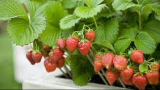 8 Tips Menanam Stroberi di Dalam Ruangan yang harus Diketahui Setiap Tukang Kebun Rumahan