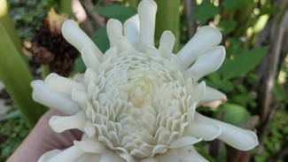 Mengenal Kecombrang Bunga Putih: Manfaat dan Potensi Kuliner Tanaman Rempah Nusantara