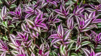 Hijau di Ruang Sempit: 8 Tanaman Hias yang Tumbuh Subur di Pot Dangkal