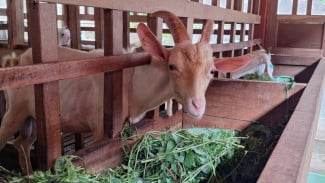 Yuk, Ketemu Ayu dan Teman-Temannya di Peternakan Kambing Etawa Desa Wisata Nglanggeran, Gunungkidul