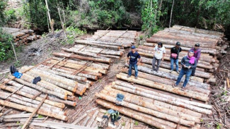 Gakkum Kehutanan Wilayah Kalimantan All Out Berantas Kejahatan Penebangan Kayu Ilegal