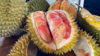 DURIAN MERAH Banyuwangi, Ditetapkan sebagai Indikasi Geografis Pertama di Indonesia