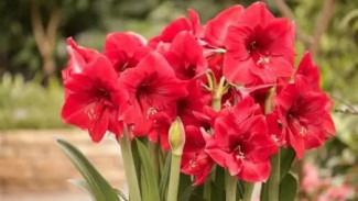 4 Rahasia Perawatan Amaryllis di Januari agar Berbunga Lebih Cantik dan Kuat Tahun Depan