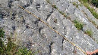 Jejak 'Eksodus' Kura-Kura Purba: Misteri Gempa 80 Juta Tahun Lalu di Italia