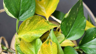 Mengapa Daun Tanaman Menguning? Panduan Lengkap Diagnosa dan Solusinya