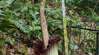 BUNGA BANGKAI Raksasa Amorphopallus Titanum, sedang Mekar di Kebun Raya Bogor, Jawa Barat