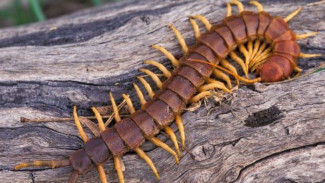Mengenal Lipan: Predator Alami di Rumah dan Cara Mengatasinya