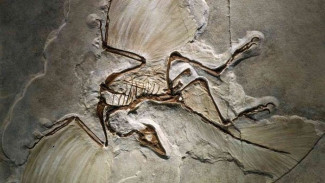 Evolusi Makan Sang Burung Purba: Rahasia Baru di Balik Paruh Archaeopteryx