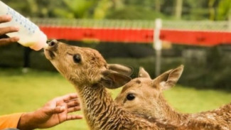Akbar Zoo, Liburan Seru dan Edukatif di Glagah Banyuwangi