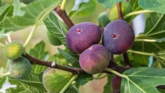 Rahasia Pruning Pohon Tin: Cara Jitu Tingkatkan Hasil Panen Buah Berlimpah