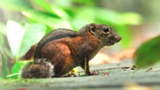Bajing Tanah Bergaris Tiga: Satwa Unik Penghuni Hutan Lindung Sungai Wain yang Semakin Jarang Terlihat