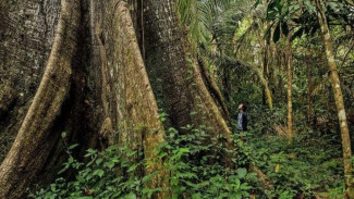 Rahasia Pohon Raksasa di Amazon Peru sebagai Kunci Utama Penjaga Iklim Dunia