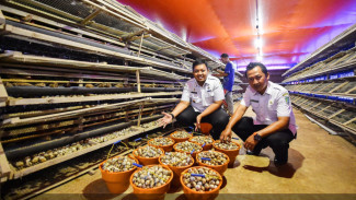 Budi Daya Burung Puyuh di Desa Kandung, Kabupaten Pasuruan, Hasilkan Omset Puluhan Juta Per Bulan