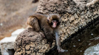 Menelusuri Jejak Punch di Ichikawa: Destinasi Wisata Paling Menghangatkan Hati di Jepang