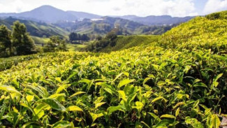 Menyesap Kehangatan di Hamparan Hijau: Pesona Kebun Teh Cameron Highlands