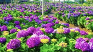 Menjemput Kesegaran Alami di Taman Bunga Coban Talun Batu