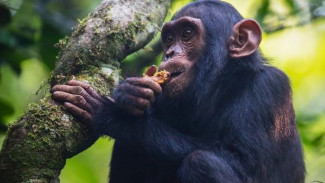 Evolusi Mabuk: Mengapa Simpanse Gemar Mengonsumsi Buah Beralkohol?
