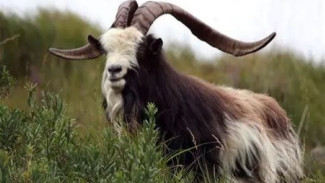 Jejak Genetik Kambing Irlandia Kuno: Sang Penyintas dari Zaman Perunggu