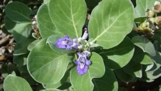 Hobi Berkebun yang Menenangkan: Waspadai Tanaman Penutup Tanah yang Agresif