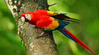 Jejak Burung Beo di Tanah Peru: Simbol Status dari Hutan Amazon,