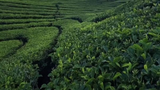 Pesona Kebun Teh Tambi: Pelarian Hijau Nan Estetik di Jantung Wonosobo,
