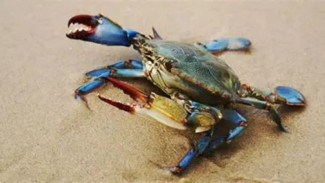 Misteri Kanibalisme Kepiting Biru di Teluk Chesapeake: Mengapa Perairan Dangkal Menjadi Kunci Keselamatan?