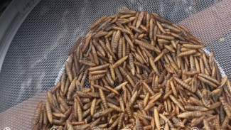 Budi Daya Maggot di Lapas Banjarmasin, Solusi Pakan Ikan Murah dan Pembinaan Kemandirian Warga Binaan