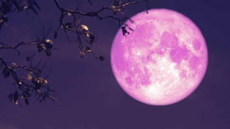 Menguak Rahasia Pink Moon: Pesona Purnama Pertama di Musim Semi