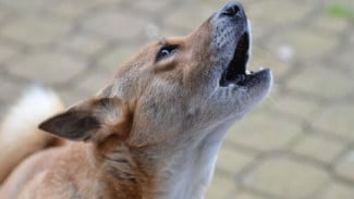 Rahasia Kemampuan Musikalitas Anjing yang Ternyata Bukan Sekadar Melolong