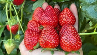 Wisata Kebun Strawberry Sembalun: Sensasi Petik Buah Segar di Kaki Gunung Rinjani