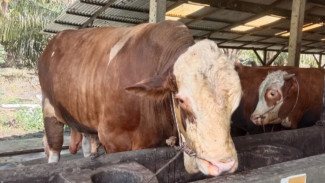 Inilah, Sapi 